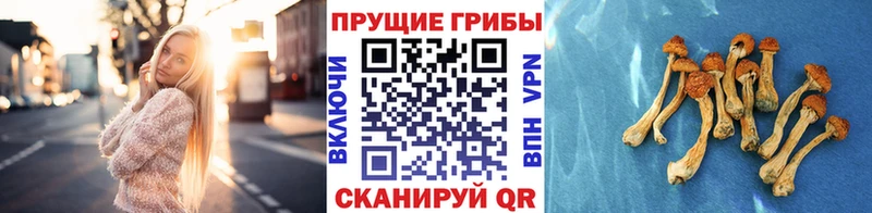 кракен tor  закладки  Чёрмоз  Галлюциногенные грибы Magic Shrooms 